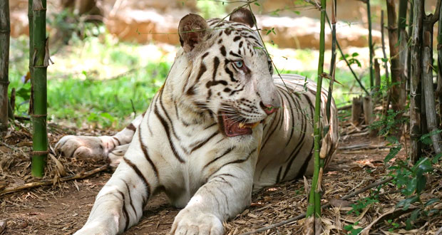 <span> Day 6 </span>Bandhavgarh Tiger Reserve - Kanha Tiger Reserve